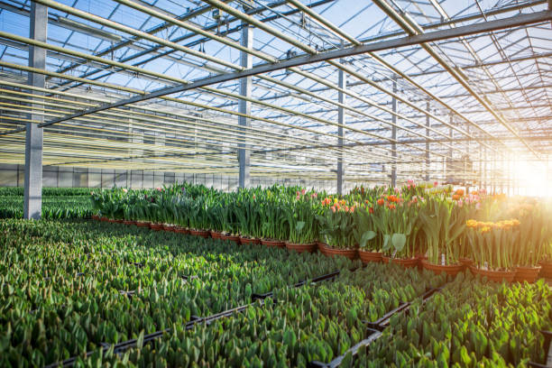 Tulips in a greenhouse