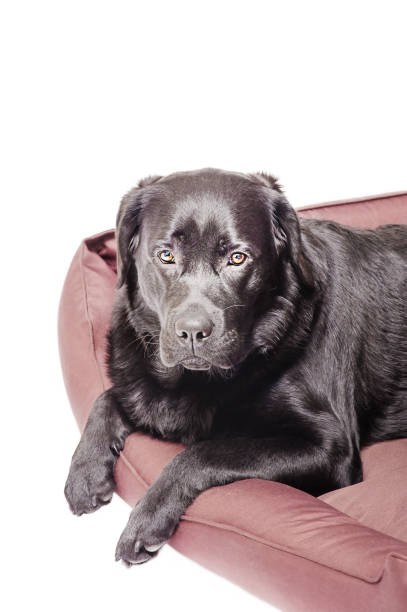 istock Dog in brown couch isolate on white. Black labrador retriever, pet. 1480375321