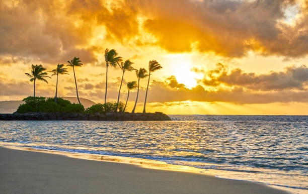 istock Sunrise on the Beach in Hawaii 1480375544