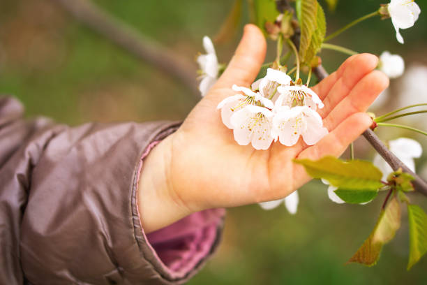 White cherry spring blossom in the hand. Girls hand touching beautiful blossoms tree flowers. Close up of a female nahd with blooming branches. High quality photo.