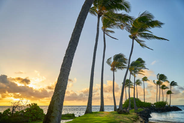 istock Morning Light on Isolated Palm Trees 1480375751