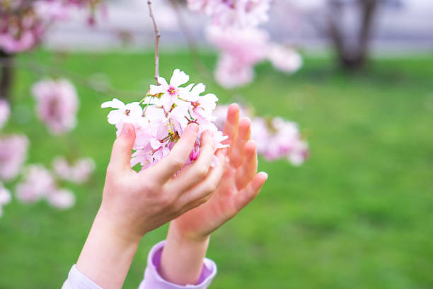 Child hands touching a branch of pink blossoming fruit tree. Close up of a small spring cherry twig in a female hand. Girl holding flower petals in her hand. High quality photo.