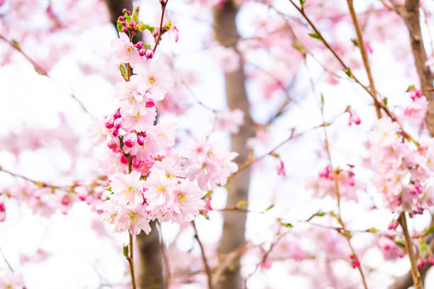 istock Beautiful branches of pink blossoming fruit tree. 1480377219