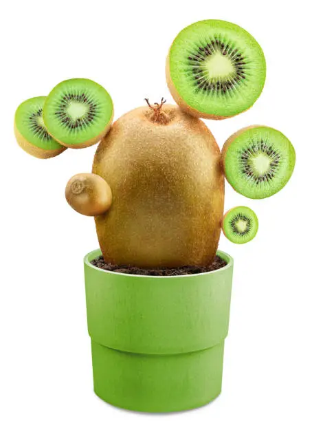 Creative image. Green kiwi and kiwi slices arranged like to cactus, planted in green pot on white background.