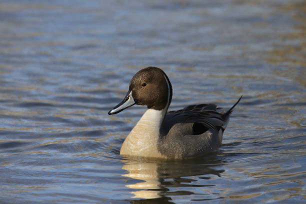 istock Northern Pintail (male) (anas acutas) swimming in a pond 1480379692