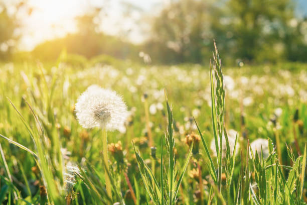 istock Dandelion in green grass in a field at sunset 1480379770