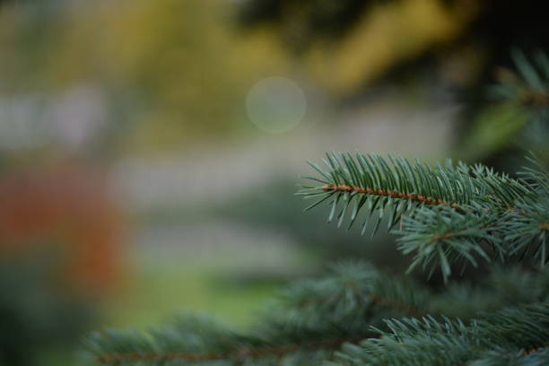 green branches of a pine tree close-up, short needles of a coniferous tree close-up on a green background, texture of needles of a Christmas tree close-up Fir brunch is close. Shallow focus green branches of a pine tree close-up, short needles of a coniferous tree close-up on a green background, texture of needles of a Christmas tree close-up Fir brunch is close. Shallow focus needles eye stock pictures, royalty-free photos & images