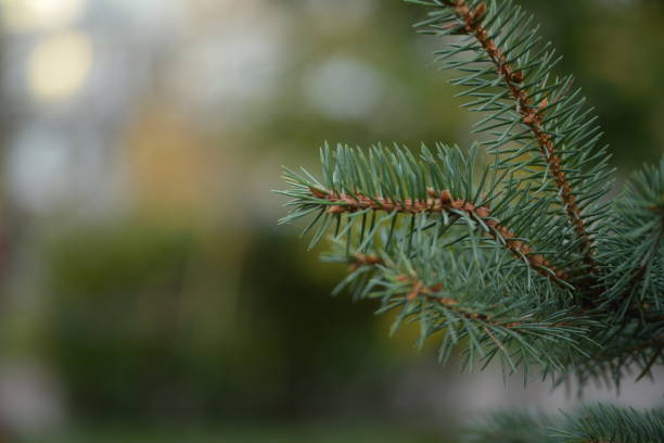 green branches of a pine tree close-up, short needles of a coniferous tree close-up on a green background, texture of needles of a Christmas tree close-up Fir brunch is close. Shallow focus green branches of a pine tree close-up, short needles of a coniferous tree close-up on a green background, texture of needles of a Christmas tree close-up Fir brunch is close. Shallow focus needles eye stock pictures, royalty-free photos & images