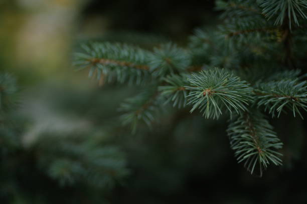 green branches of a pine tree close-up, short needles of a coniferous tree close-up on a green background, texture of needles of a Christmas tree close-up Fir brunch is close. Shallow focus green branches of a pine tree close-up, short needles of a coniferous tree close-up on a green background, texture of needles of a Christmas tree close-up Fir brunch is close. Shallow focus needles eye stock pictures, royalty-free photos & images