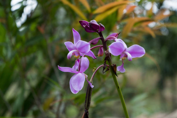istock Wild Orchids - Stock Photo 1480380126
