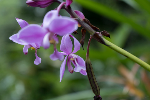 Wild orchids thrive in nature