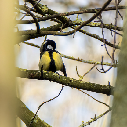 Great Tit perched on a branch preening