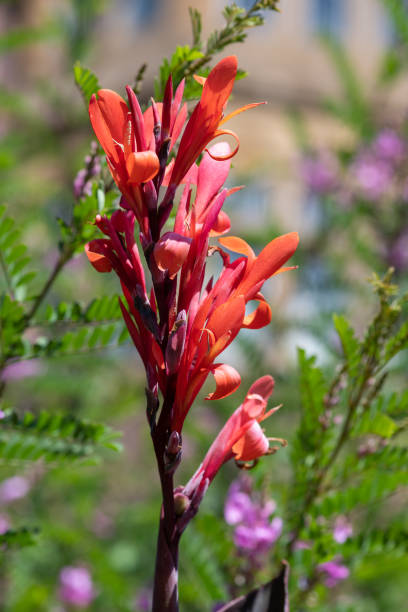 istock Indian shot (canna indica) flowers 1480381648