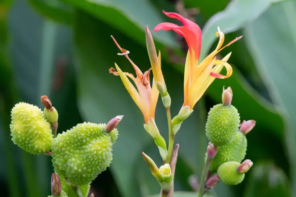 Close up of an Indian shot (canna indica) flower in bloom