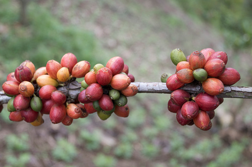 Liberica coffee on a tree that is ready for harvest