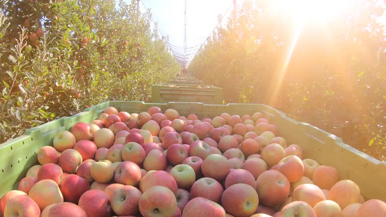 Transport apples in a boxes to the cold storage