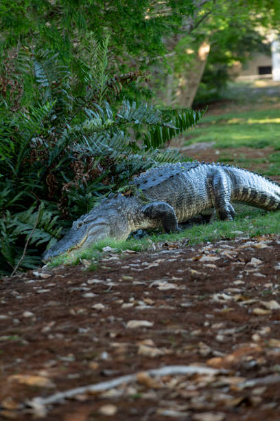 istock Big Alligator Entering the Water 1480386473