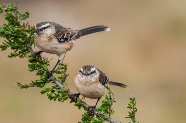 istock White banded mokingbird, in spinal forest environment , Pampas, Argentina. 1480386560