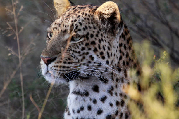 istock Headshot of African Leopard 1480386699