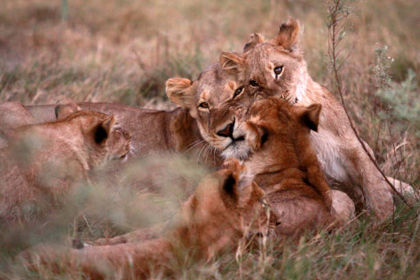 istock Playful Lioness with Cubs 1480386759