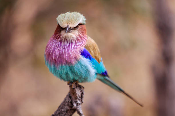 istock Close-up of Lilac-Breasted Roller Perched on a tree branch 1480386800