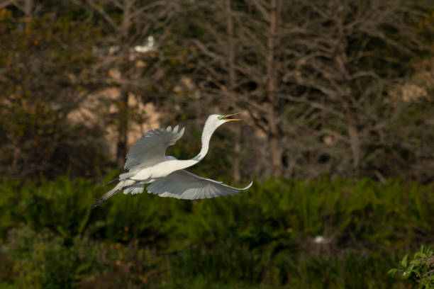 garza blanca volando para anidar - wading bird everglades national park egret fotografías e imágenes de stock