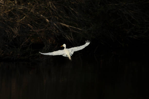 gran garza volando sobre el pantano - wading bird everglades national park egret fotografías e imágenes de stock