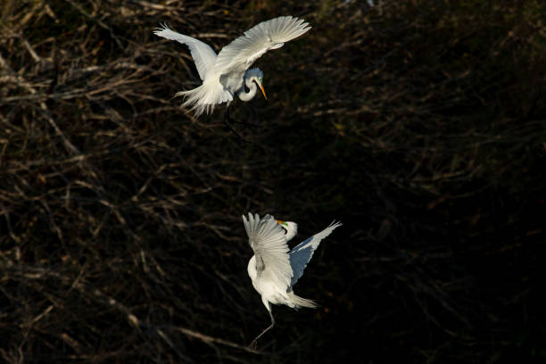 garcetas peleando durante la temporada de anidación - wading bird everglades national park egret fotografías e imágenes de stock