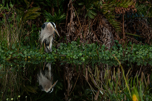 The Everglades is a vast wetland ecosystem in Florida, home to a diverse range of fauna such as alligators, panthers, manatees, and various species of birds and fish. The delicate balance of this unique ecosystem is crucial for the survival of these animals and the region's water management.