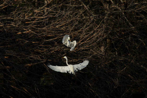 둥지 시즌 동안 나뭇가지를 놓고 싸우는 백로 - wading bird everglades national park egret 뉴스 사진 이미지