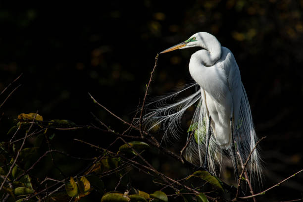 garceta grande posando - wading bird everglades national park egret fotografías e imágenes de stock