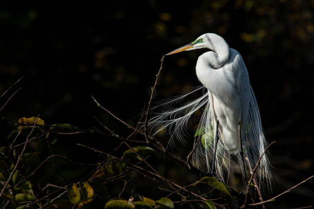 대백로 위장하여 - wading bird everglades national park egret 뉴스 사진 이미지