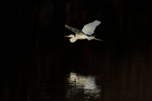 gran garza volando sobre un estanque con reflexión - wading bird everglades national park egret fotografías e imágenes de stock