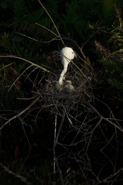 부화 시즌 동안 병아리를 먹이는 큰 백로 - wading bird everglades national park egret 뉴스 사진 이미지