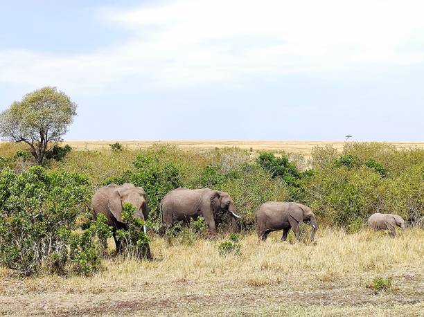 istock Herd of elephants in Masaai Mara 1480393898