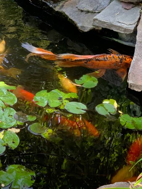 istock fish in pond with water lilies 1480394143