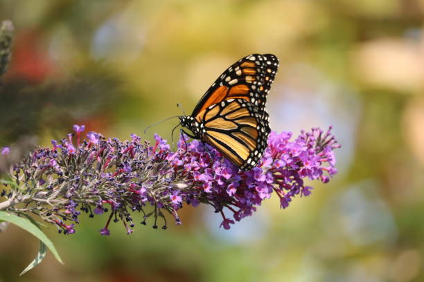 istock butter fly on butter fly bush 1480394313