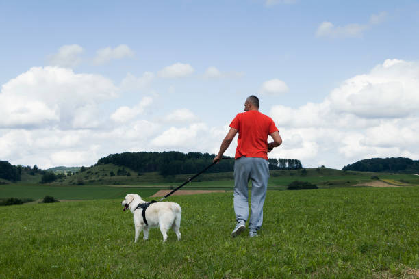 istock Walking in the meadow with the dog 1480401458
