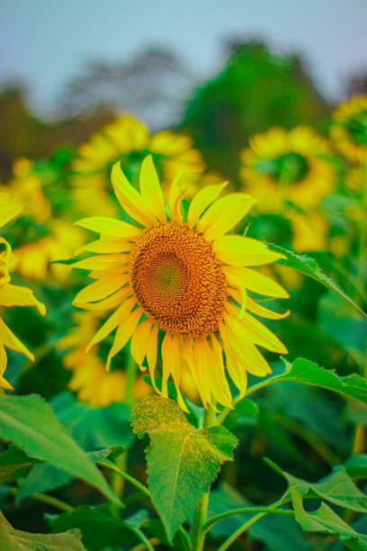 istock Beautiful sunflower on a sunny day with a natural background. Selective focus. High quality photo 1480403793