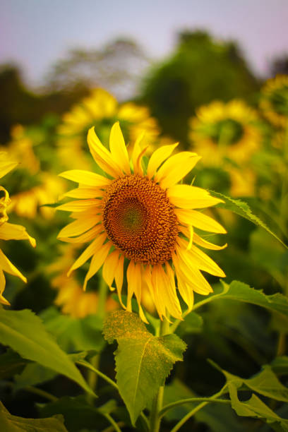 istock Beautiful sunflower on a sunny day with a natural background. Selective focus. High quality photo 1480403822