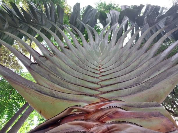 the natural elegance of arch-shaped banana trees: a mesmerizing sight - palm leaf flash imagens e fotografias de stock