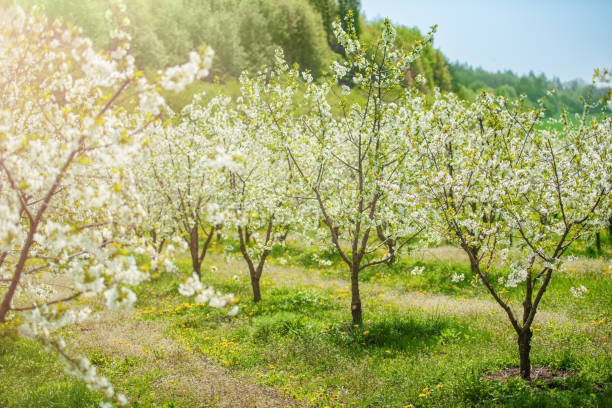 istock apple orchard with blooming apple trees. Countryside at spring season. 1480404924
