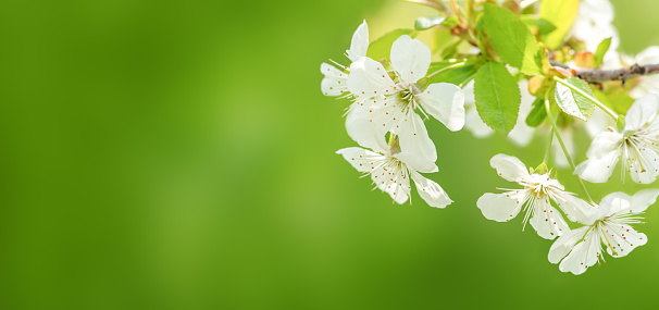 .te Apple blossoms flowers, on green nature background