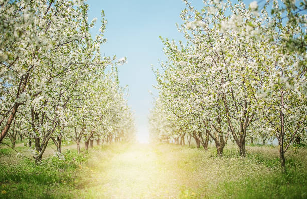 istock Apple blossom trees in sunny spring day on sunlight background. Nature concept 1480404995