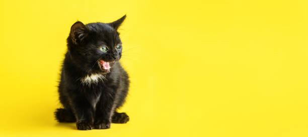 istock Funny screaming black kitten looking away in yellow background. 1480405010