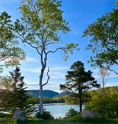 peaceful trees near Bar Harbor and Acadia National Park