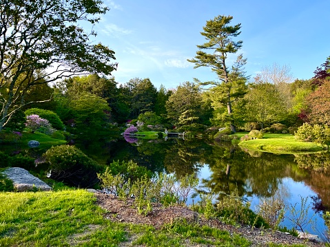 Japanese garden with koi-pond