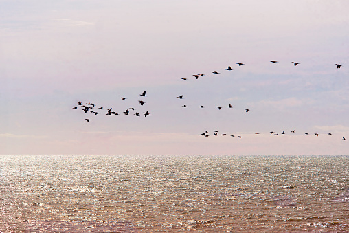 flock of birds over the sea