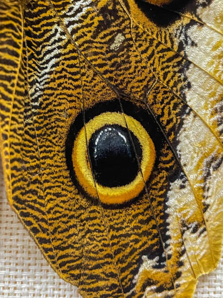 istock Butterfly wing detail 1480407361