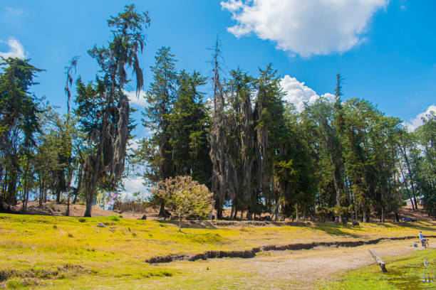 istock Landscape of cypress trees with blue sky 1480408665